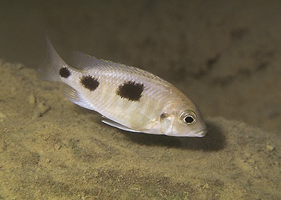 Otopharynx heterodon 'Hai Reef'